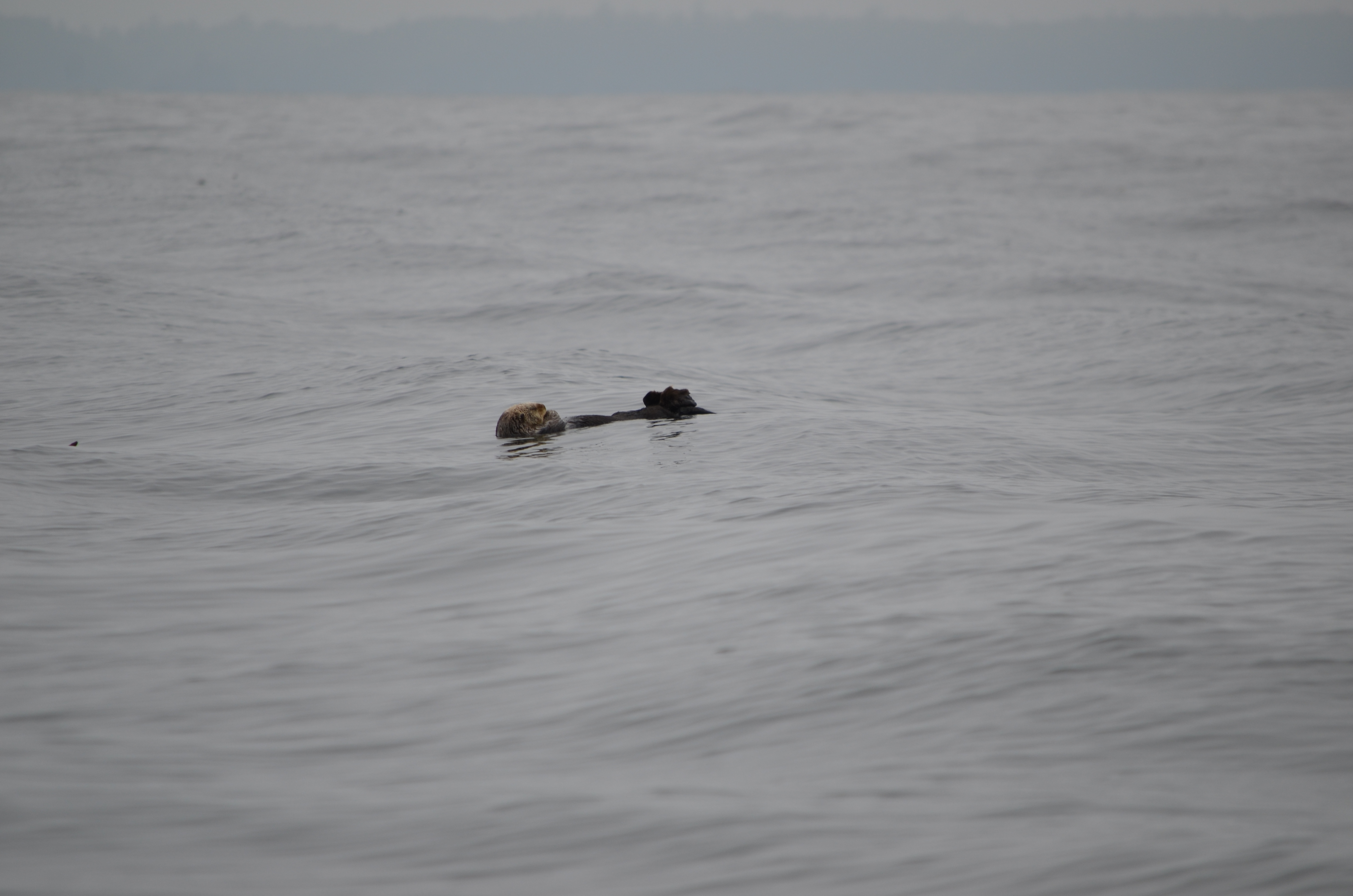 photos/wildlife/Mammal_Species/Sea Otter/DSC_0369.JPG
